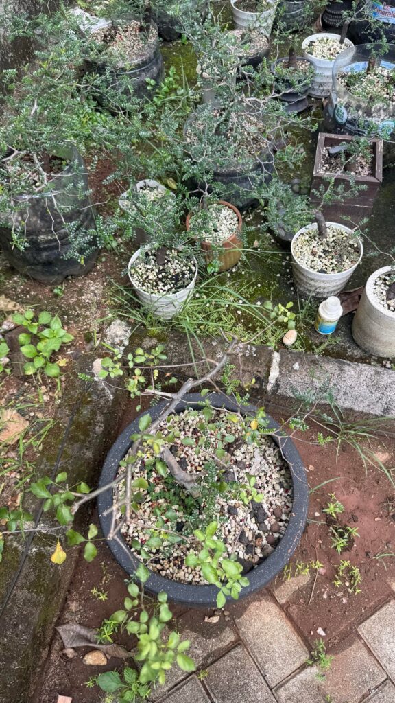 A small garden of Operculicarya pachypus. After nearly three years, I’ve grown it into around 100 plants. It all started from a single mother plant, shown in the last slide.