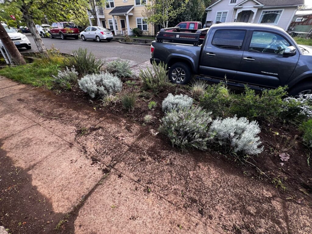 Zone 8b ground cover