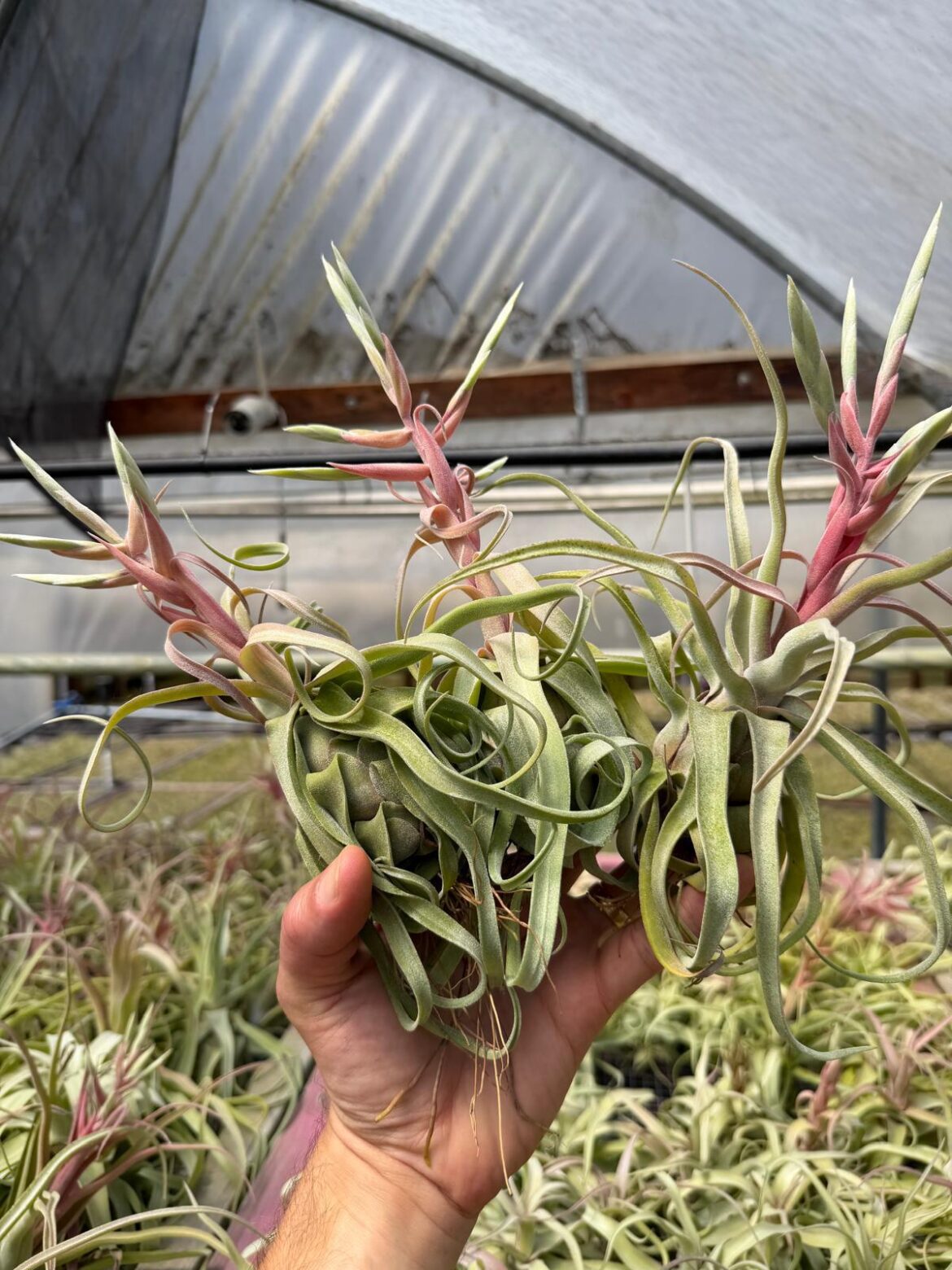 Tillandsia streptophylla