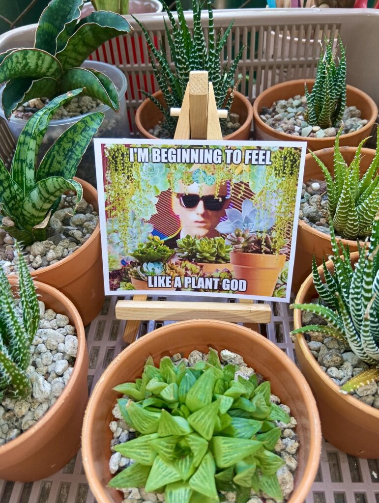 Plant god, plant god