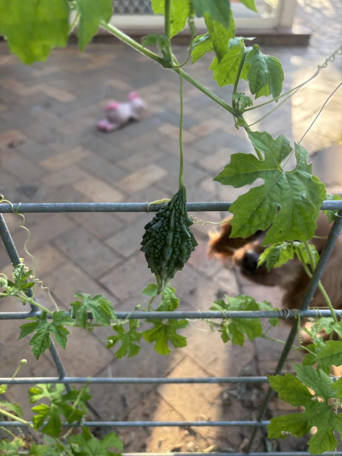 Does anybody know what this is?