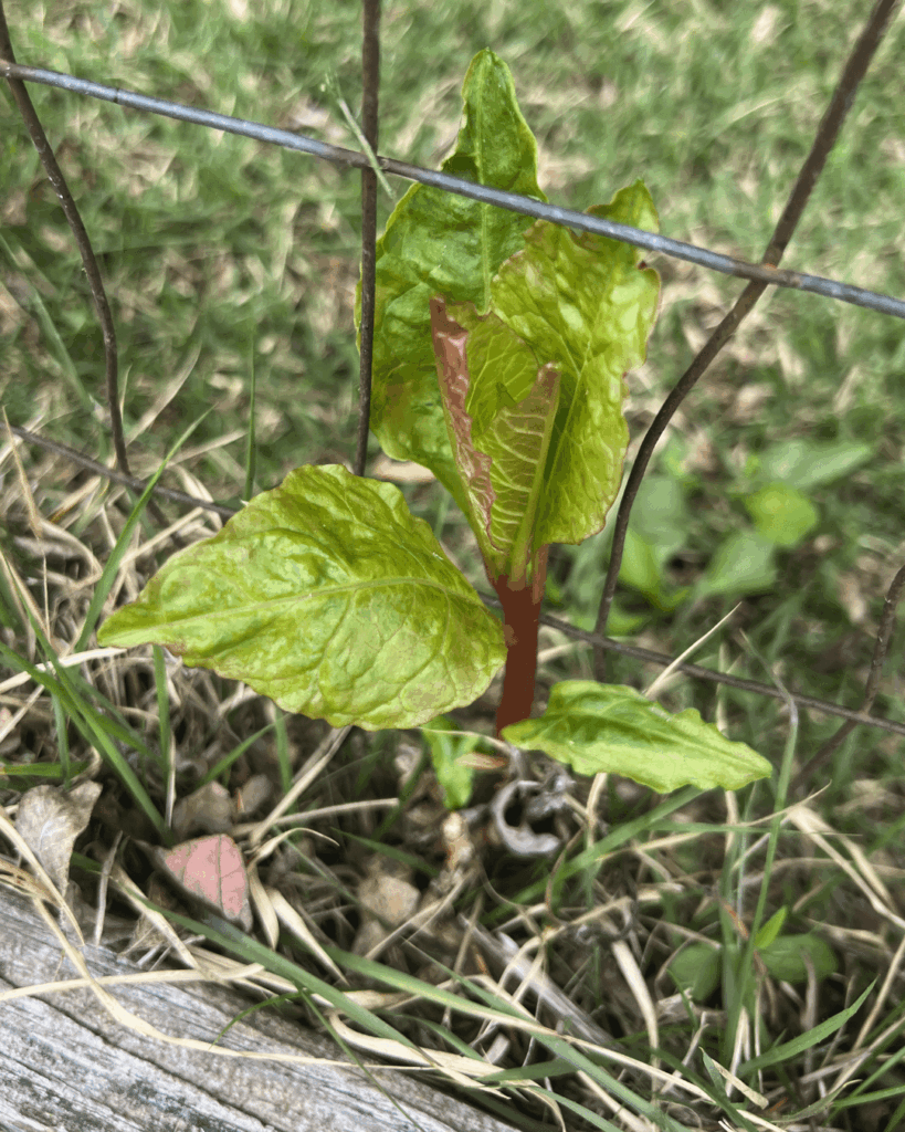 2 Weeds-Plants in Western Maryland