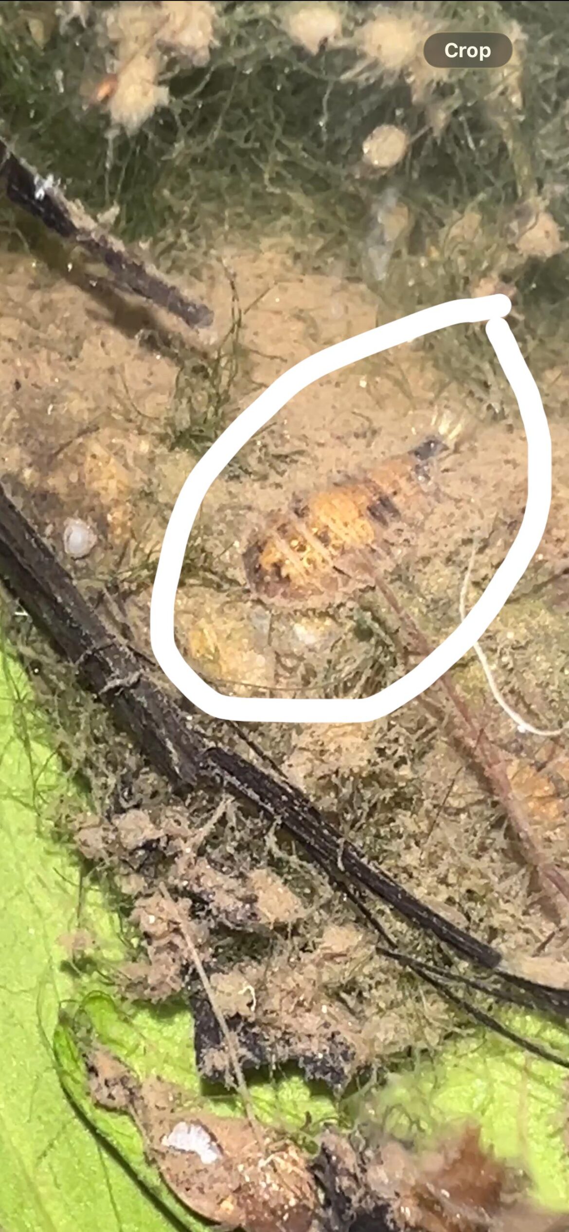 What is this thing?