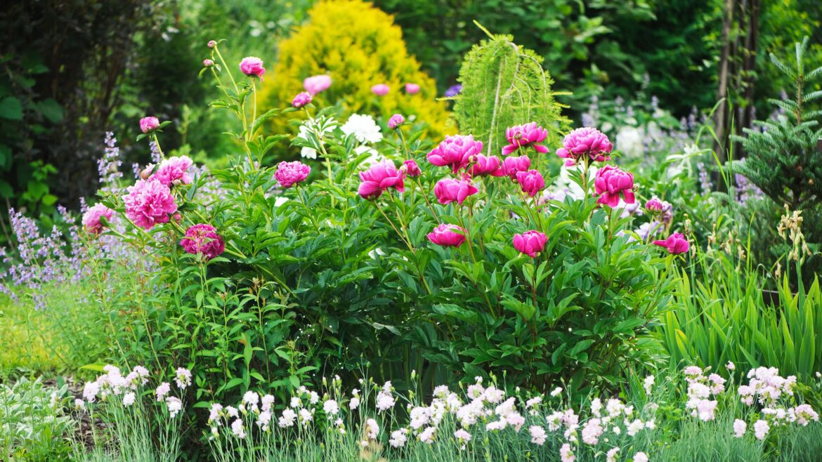 5 fast-growing pink perennials to plant in April 5 fast-growing pink perennials to plant in April