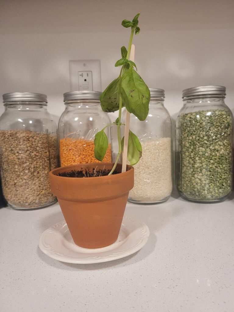 Indoor basil plant