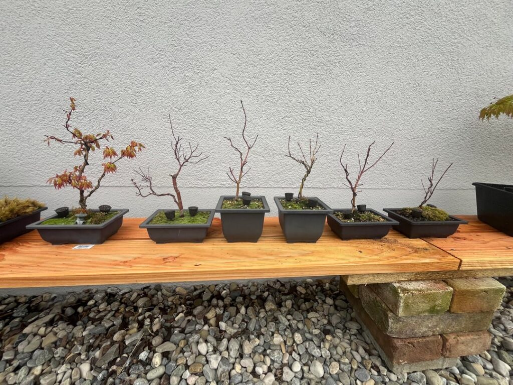 I might be screwed with my Japanese Maples this year I might be screwed with my Japanese Maples this year