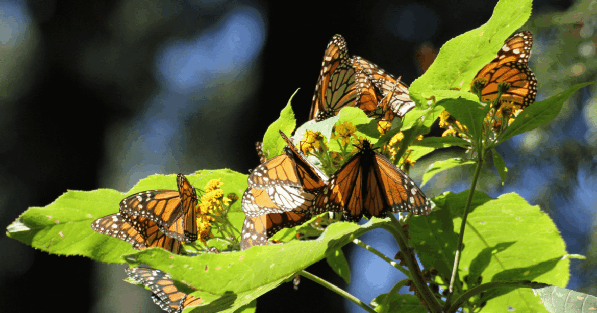 Eastern monarch overwintering population increases from last year