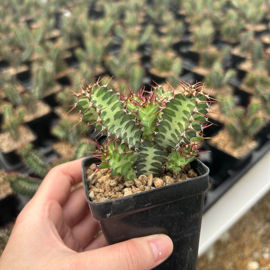 Euphorbia knobelii