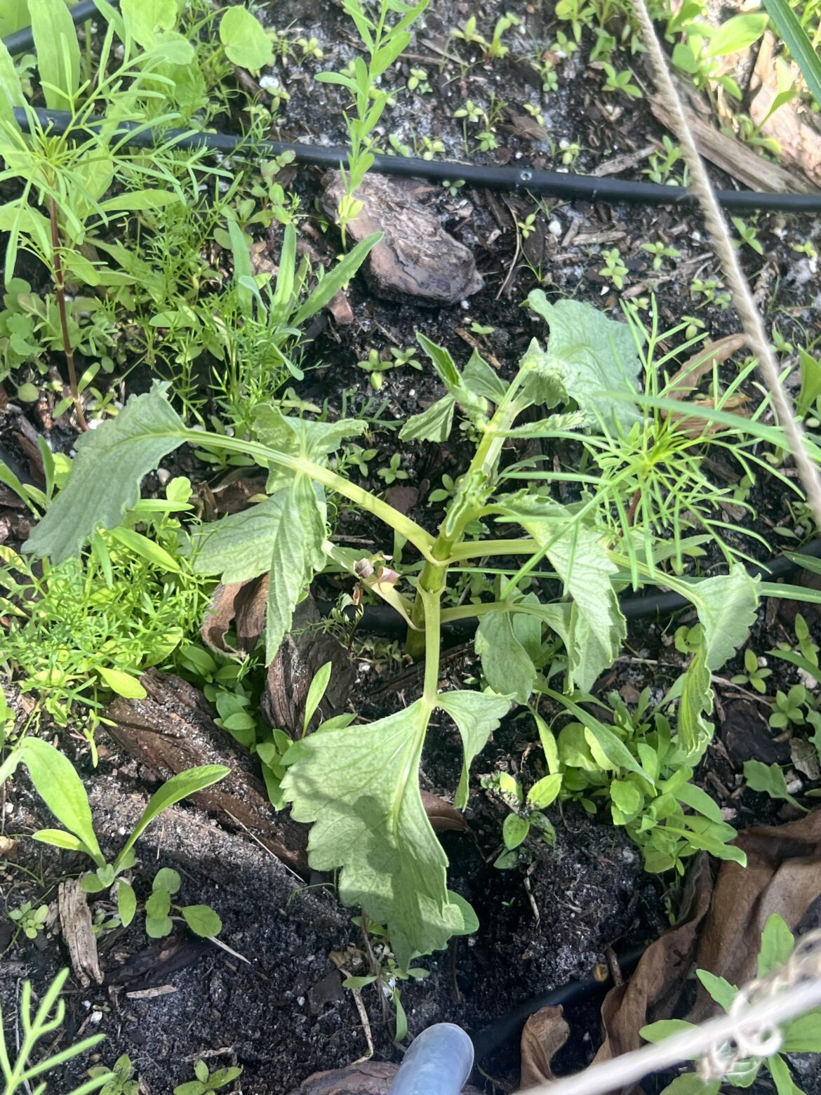 What's wrong with one of my dahlias ?