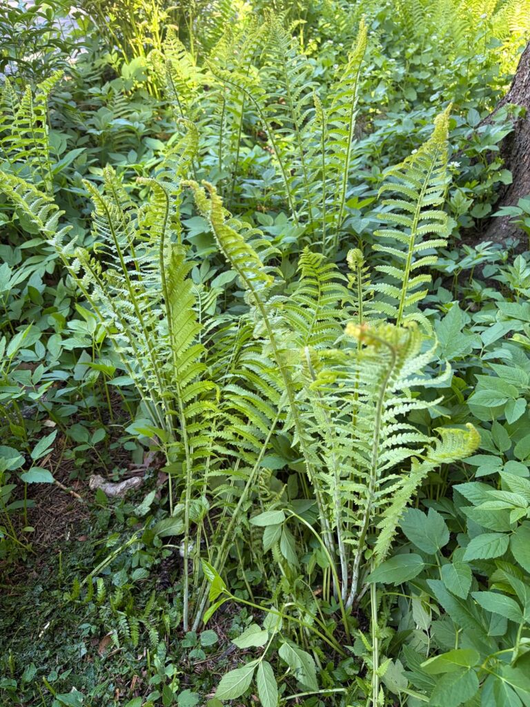 What is [are] this [these] plant[s]?