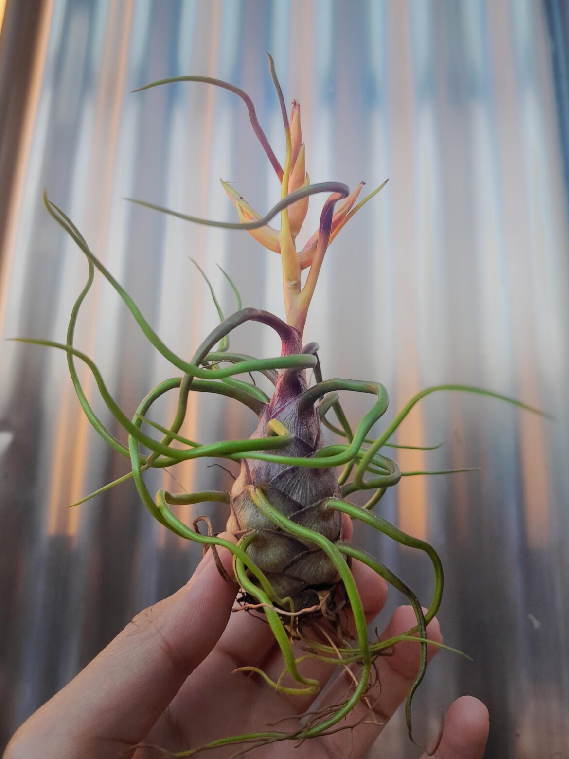 what kind of airplant is this? seller didnt know the name, and it's my first time getting one!