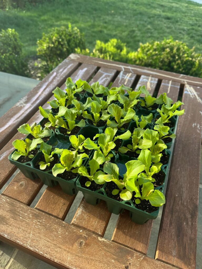 Potting up lettuce