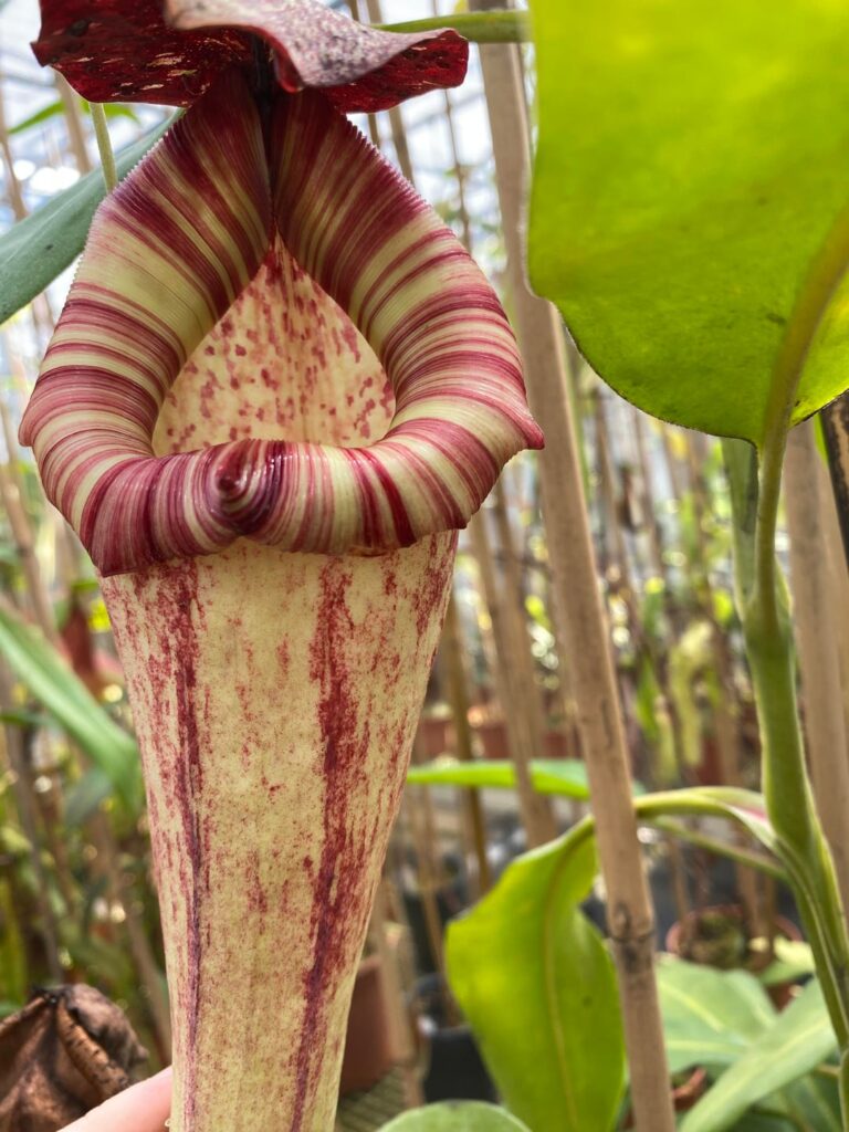 Beautiful Nepenthes boschiana