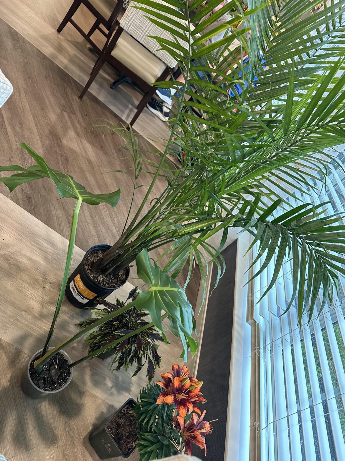 I won these beautiful plants at plant bingo!!!
