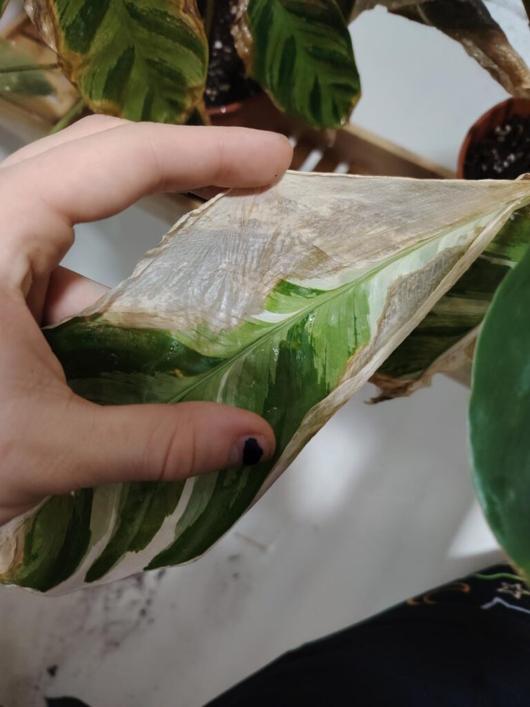 Is this a pest issue or nutrient / environment issue?