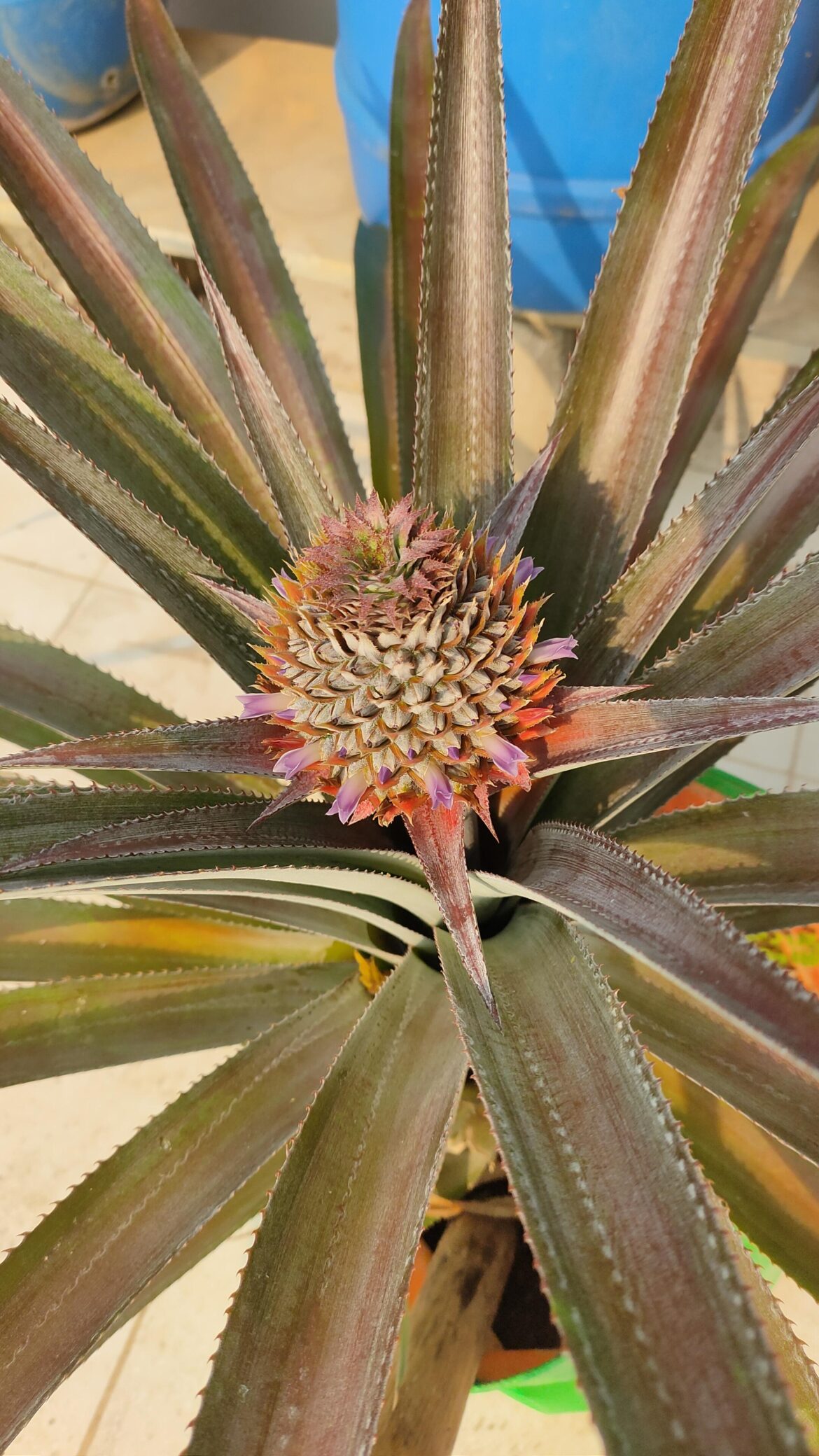 Pineapple flower