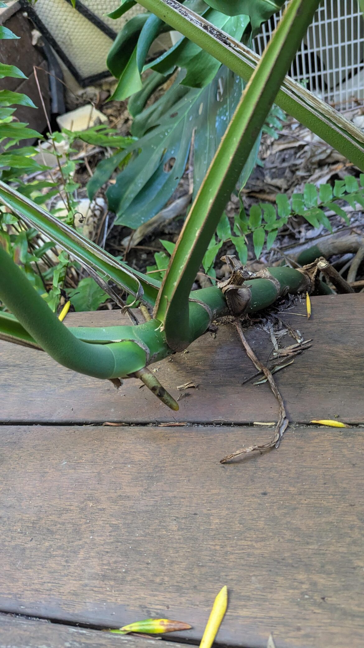 Where should I cut this for propagation?