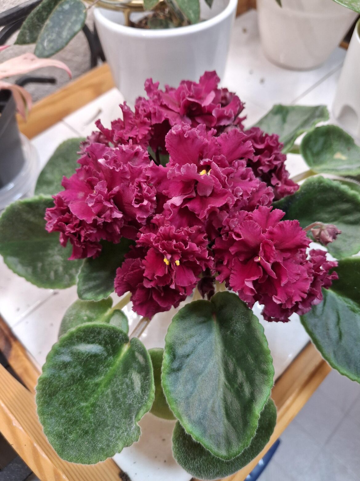 First full bloom from a leaf propagation 💞💕💞
