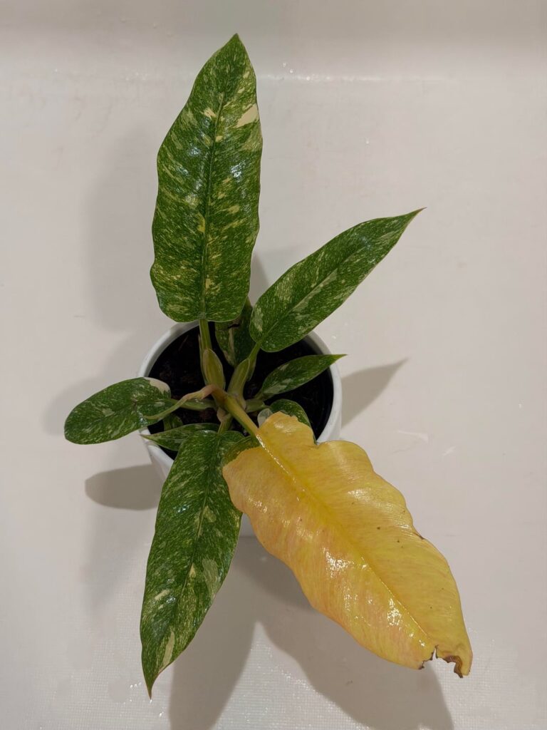 Found this Philodendron at a grocery store today