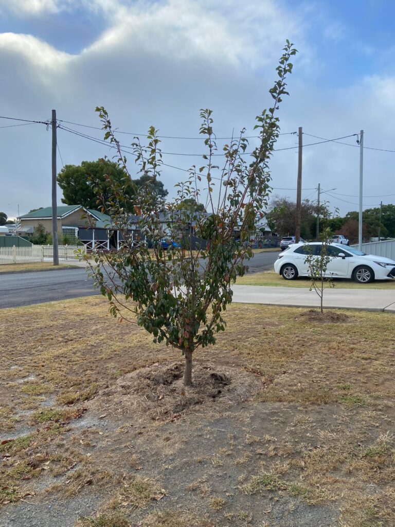 I “centre pruned” my plum tree as everyone recommends in early spring. It’s had a great summer of growth and is on track for the height, width and shape I’m seeking. I “centre pruned” my plum tree as everyone recommends in early spring. It’s had a great summer of growth and is on track for the height, width and shape I’m seeking.