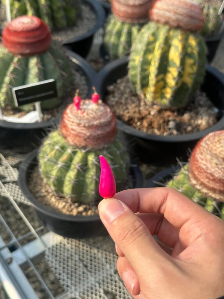 🌞🌵 🌵 🌵