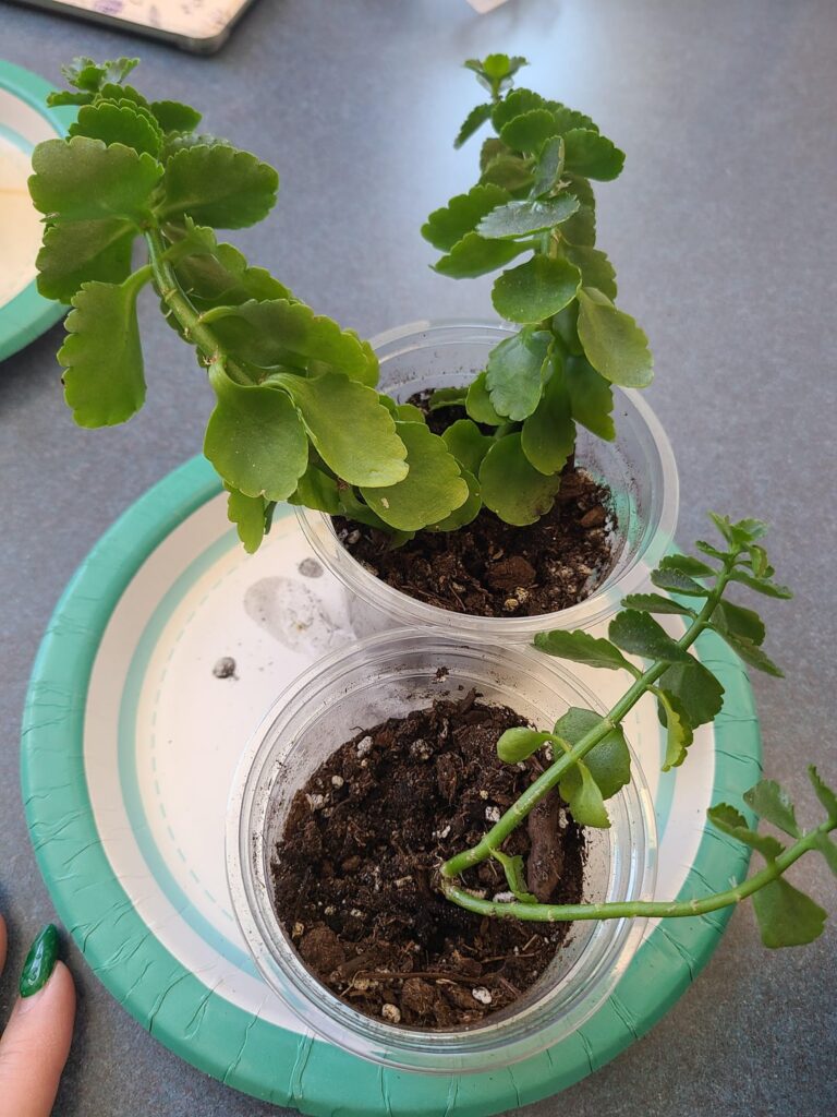 Need help with propagation, please!