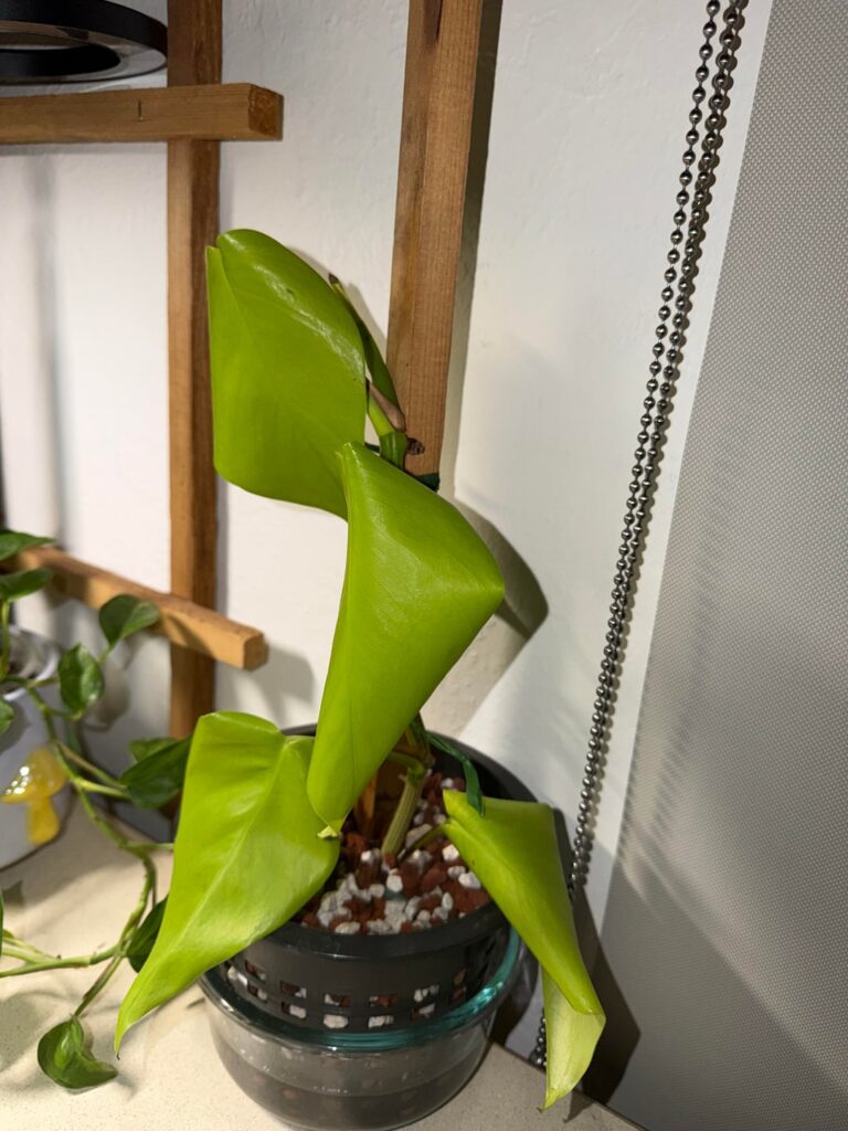 Will this cutting perk up?