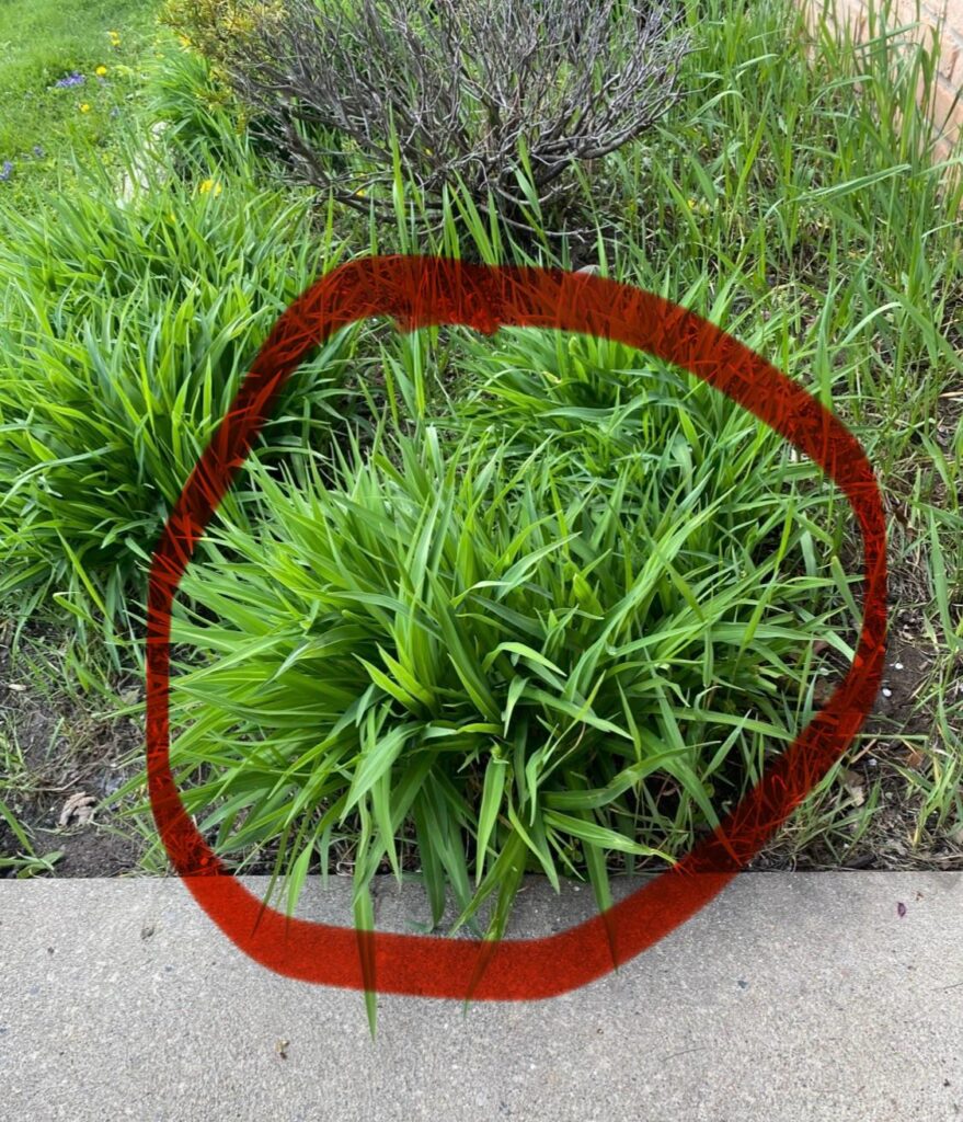 What is this plant?