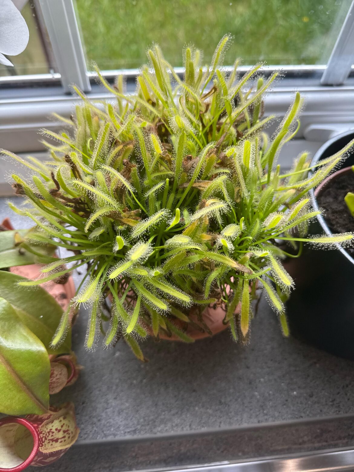 Re-potting sundews Re-potting sundews