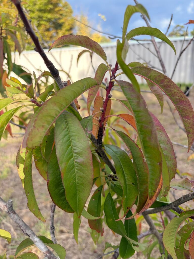 Any ideas on type of fruit tree and if it can be saved?