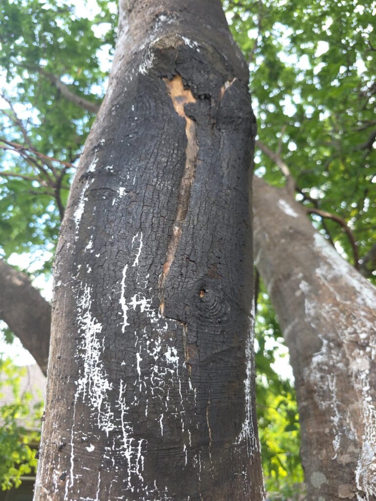 Need advice on my hackberry tree - fire damage