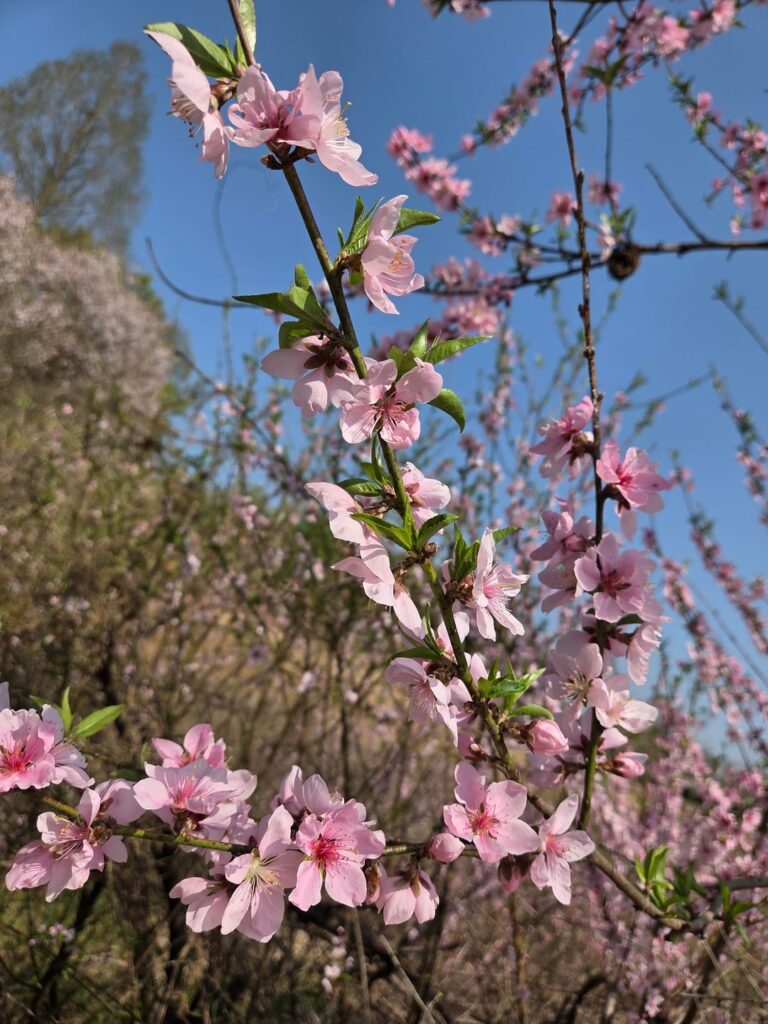 The cherry blossoms at my home are in full bloom ^^ 🌸