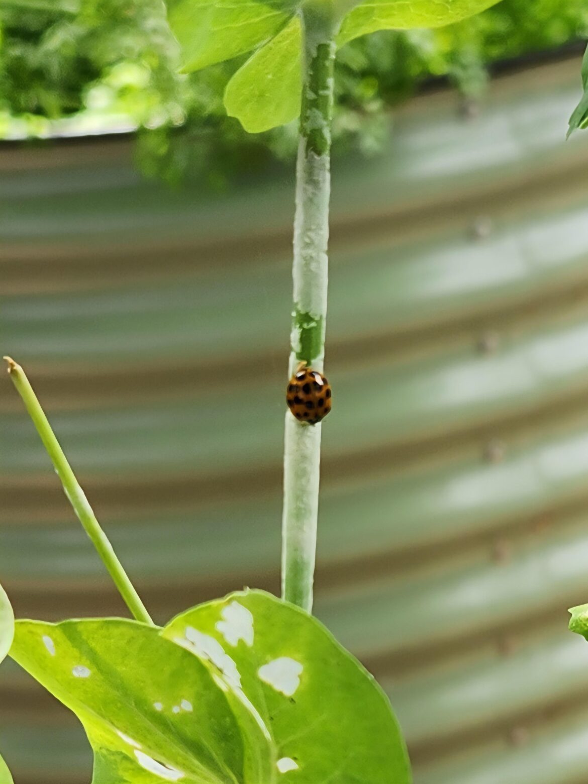 Is this a ladybug?