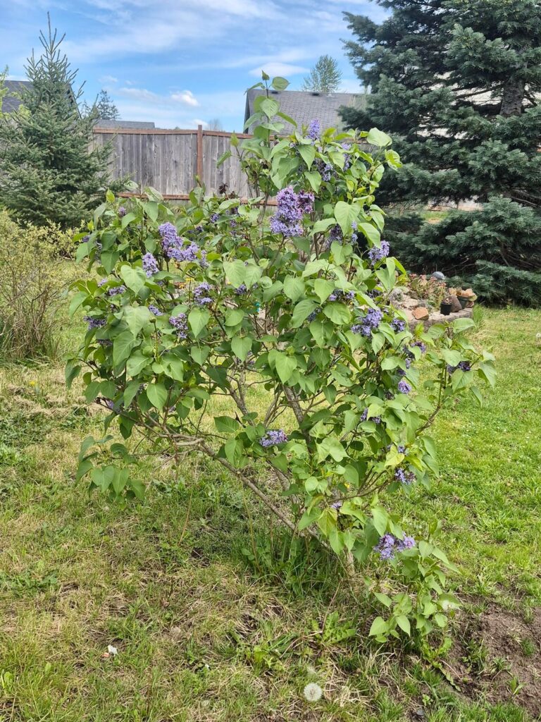 My lilac bush is blooming.