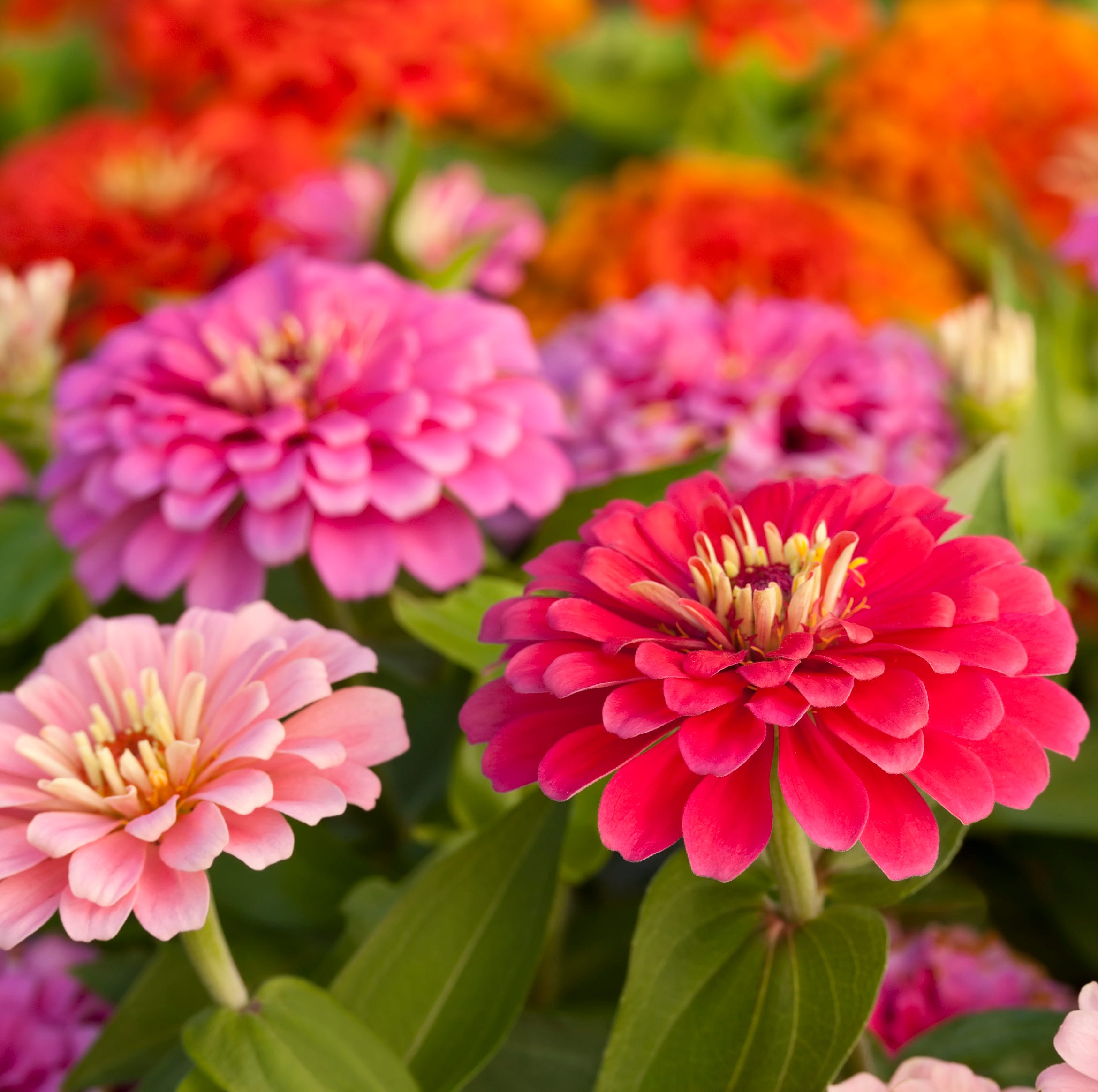 zinnias
