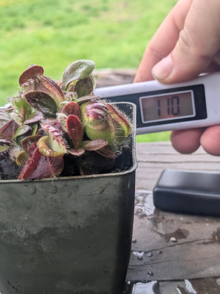 Emergency Repot?! Cephalotus Water Draining at 110PPM. Please Help. Emergency Repot?! Cephalotus Water Draining at 110PPM. Please Help.