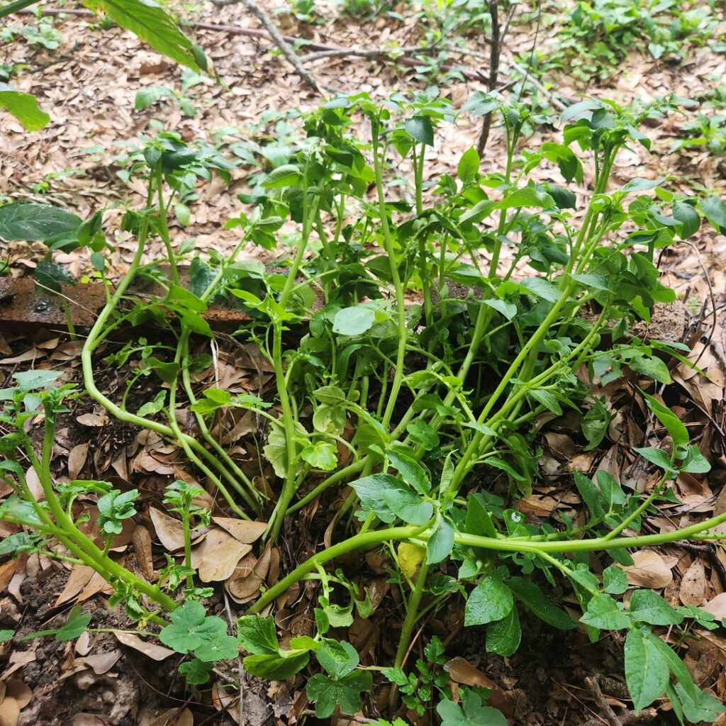 These guys are growing in my compost area. Any ideas what they are?
