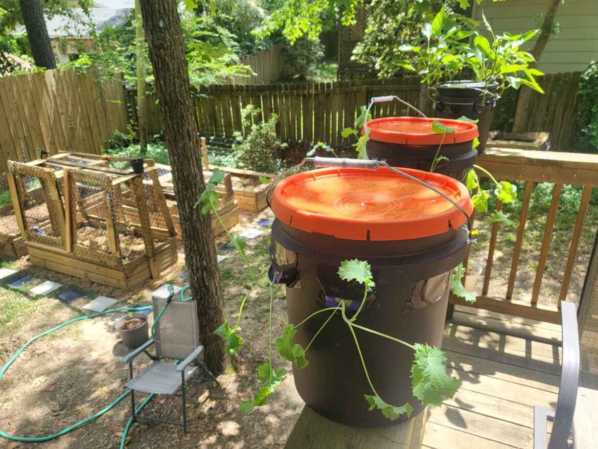 The Kale in these two Kratky buckets are adjusting well to the orientation and nutrients. Daily salads in no time!