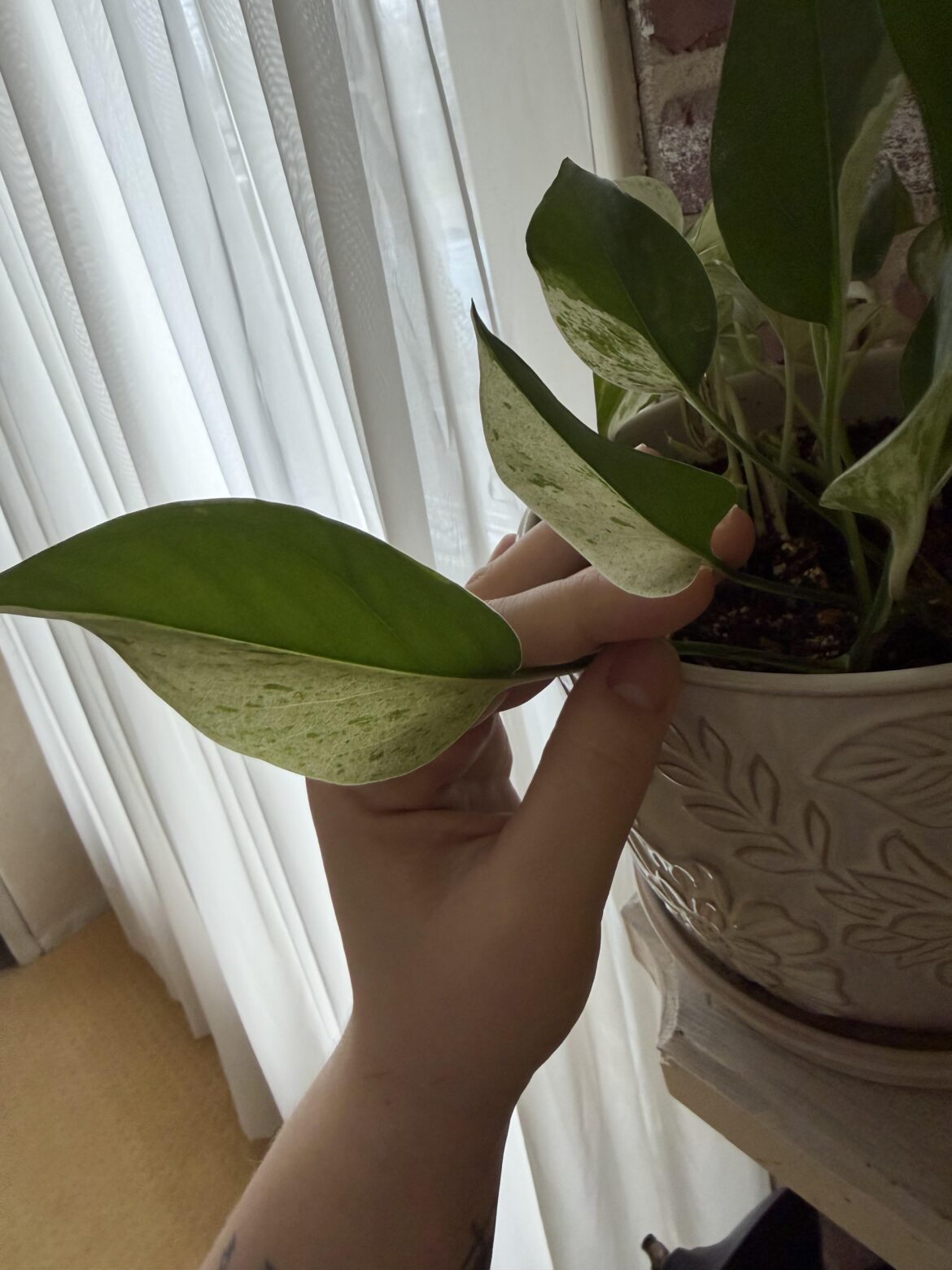 Half moon marble queen 😍