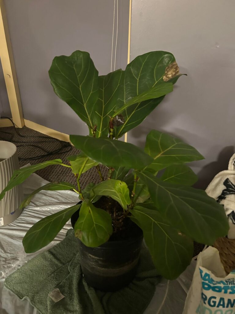 Help she was over watered