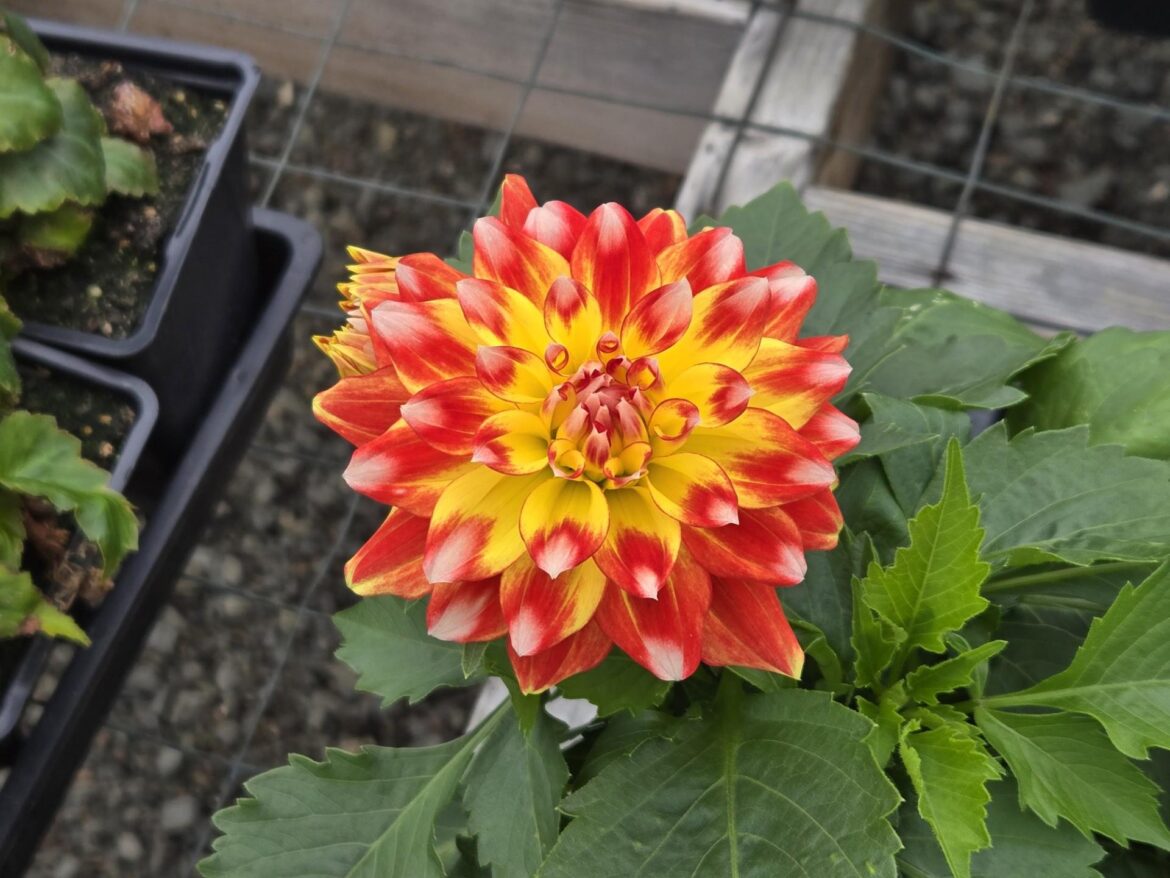 Candy Corn Dahlia Grown from Cuttings Turned Out Better Than Expected Candy Corn Dahlia Grown from Cuttings Turned Out Better Than Expected