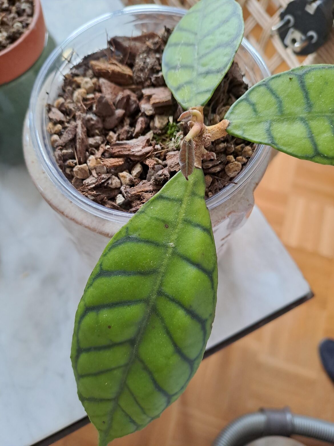 Callistophylla cutting finally putting out its first new leaf growth - after 7 months 😅