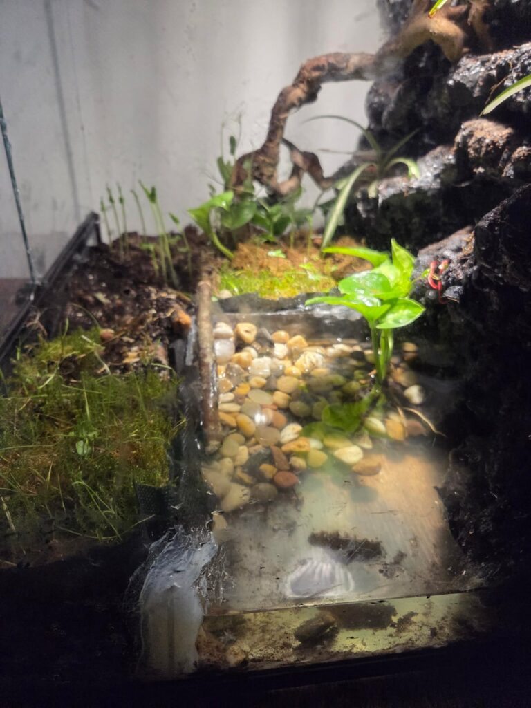 First time vivarium build