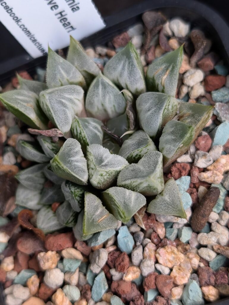 Little photo dump for your viewing pleasure