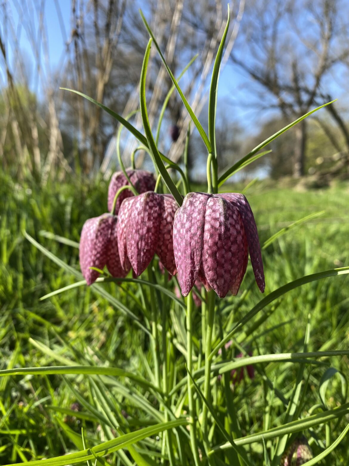 What are these? U.K.