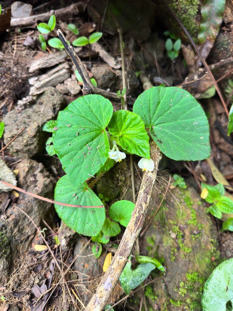ID? Has hairy petioles