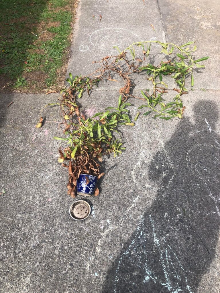 Just repotted my 4.2m nepenthes
