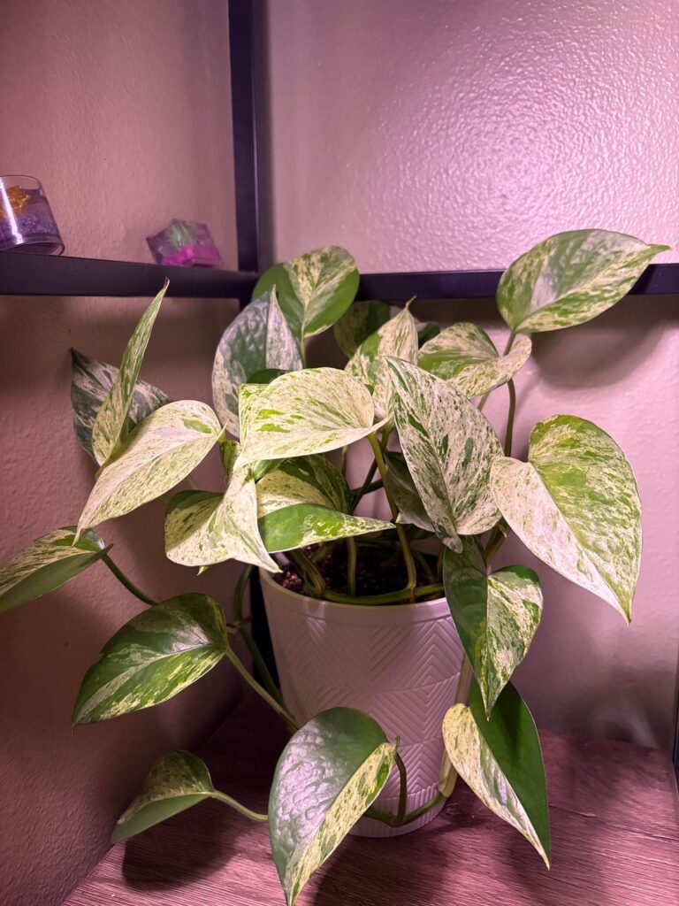 Marble queen pothos?