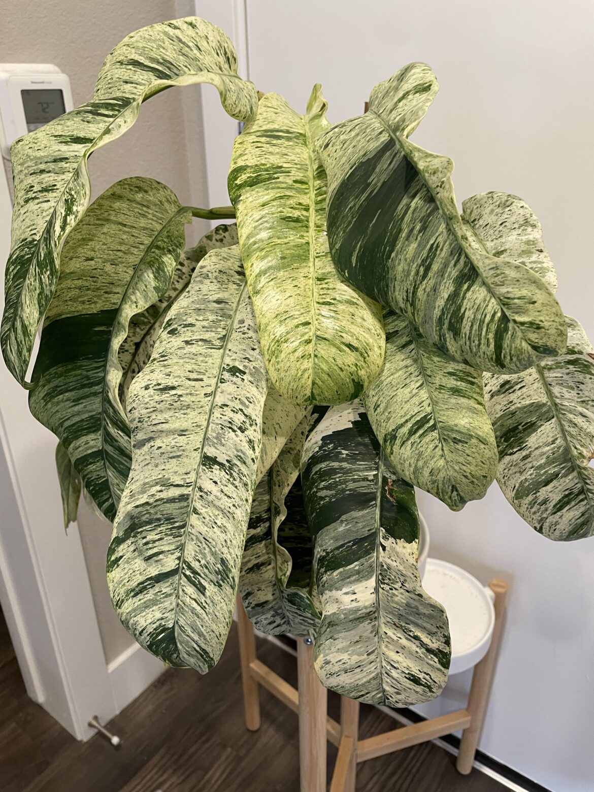 Persephone is repotted and ready for Spring