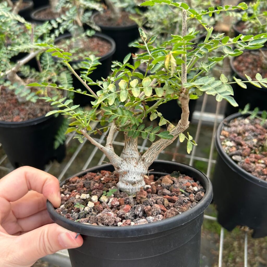 Boswellia neglecta